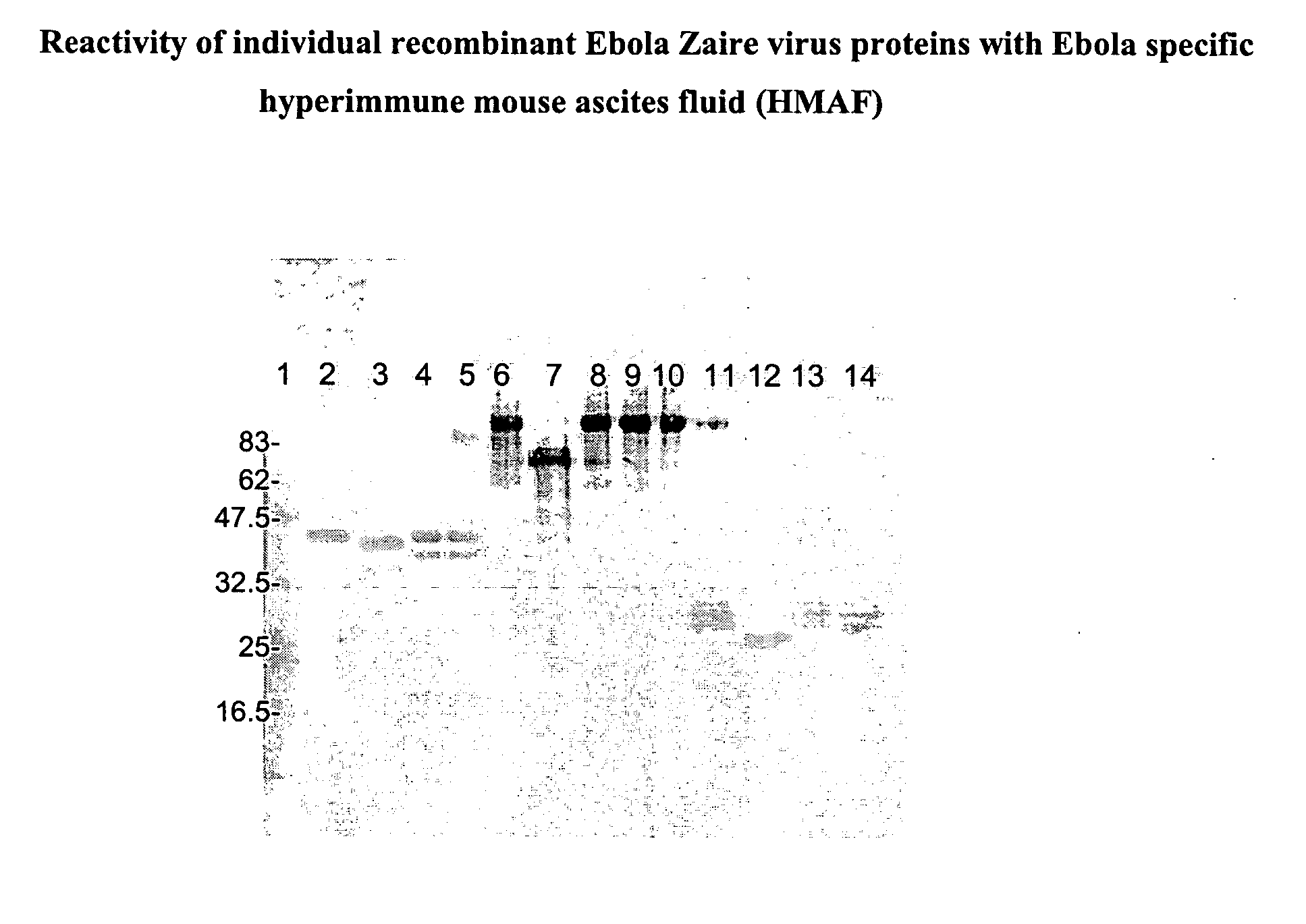 Recombinant proteins from filoviruses and their use