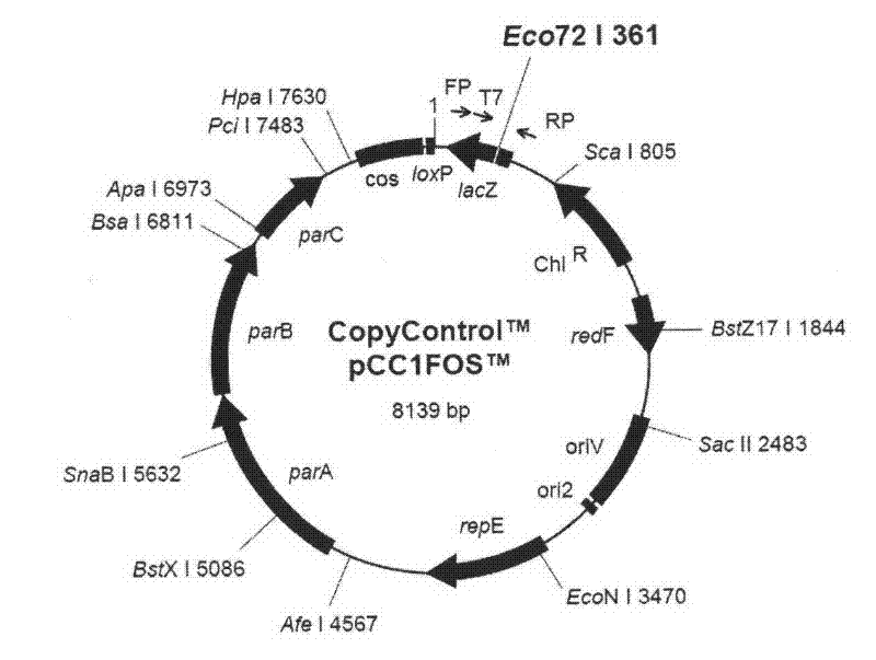 Recombinant duck virus enteritis virus vaccine strain (rDEVul41HA) for expressing avian influenza virus hemagglutinin (HA) genes and construction method as well as application thereof