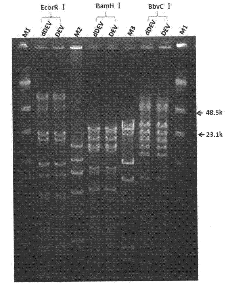 Recombinant duck virus enteritis virus vaccine strain (rDEVul41HA) for expressing avian influenza virus hemagglutinin (HA) genes and construction method as well as application thereof