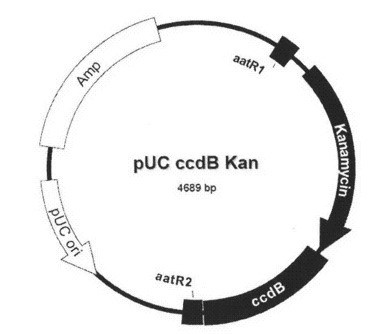 Recombinant duck virus enteritis virus vaccine strain (rDEVul41HA) for expressing avian influenza virus hemagglutinin (HA) genes and construction method as well as application thereof