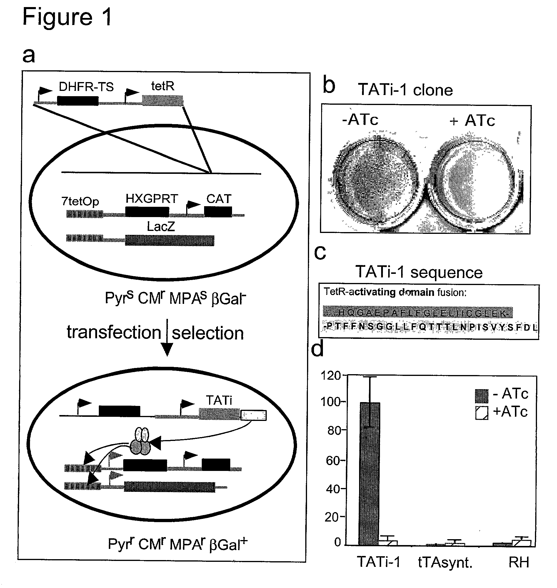 Tet transactivator system