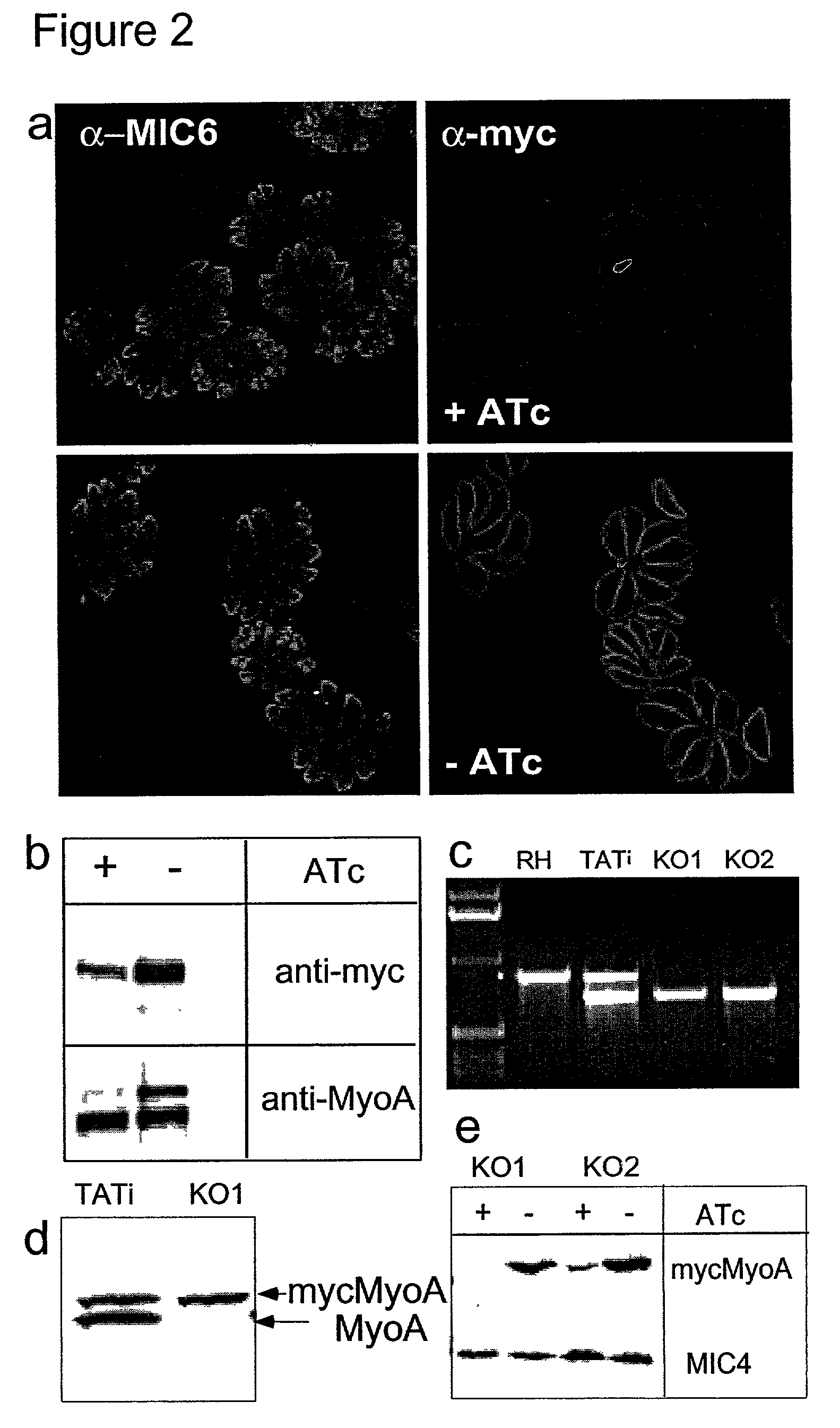 Tet transactivator system