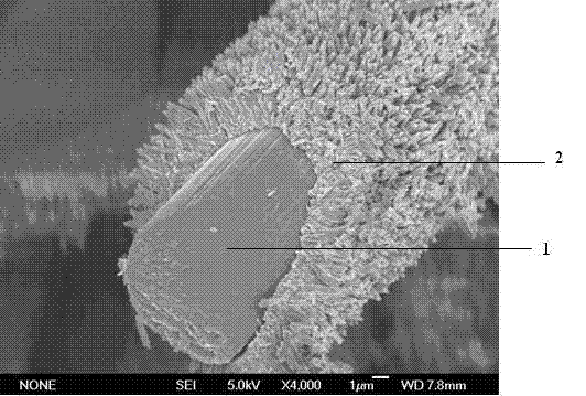 Method for preparing titanium dioxide nanocrystalline electrode