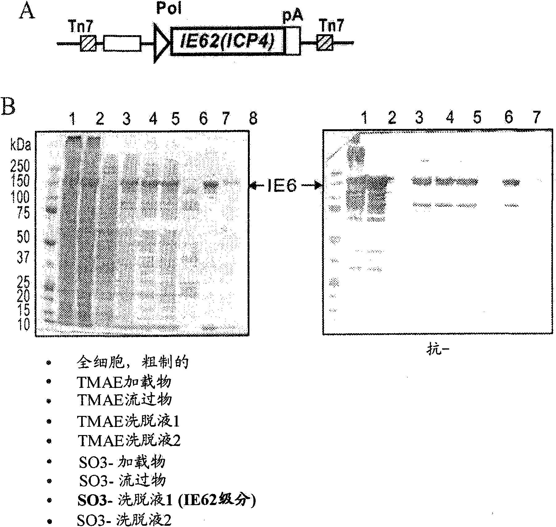 Varicella zoster virus-virus like particles (VLPS) and antigens