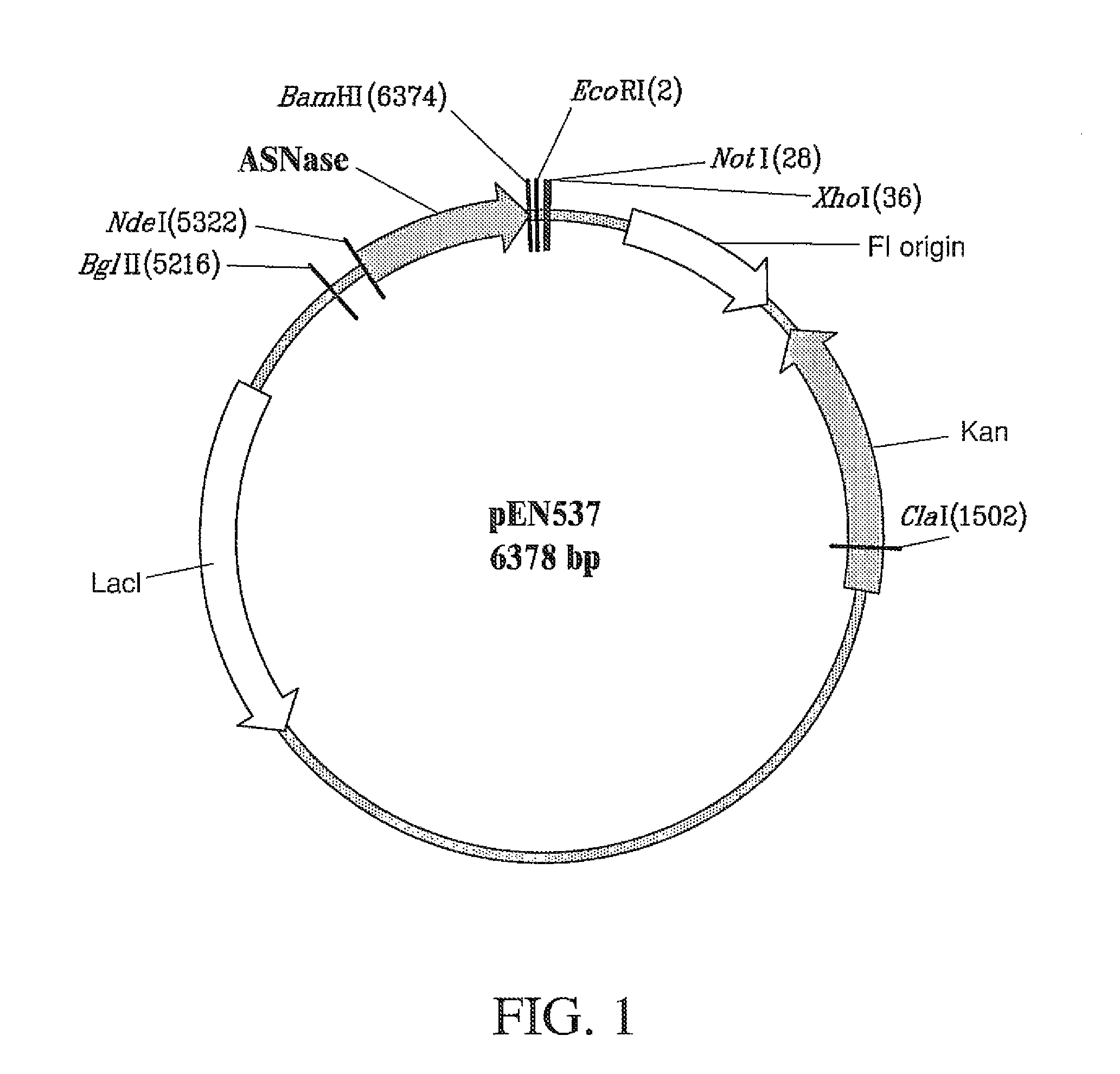 Recombinant host for producing L-asparaginase II