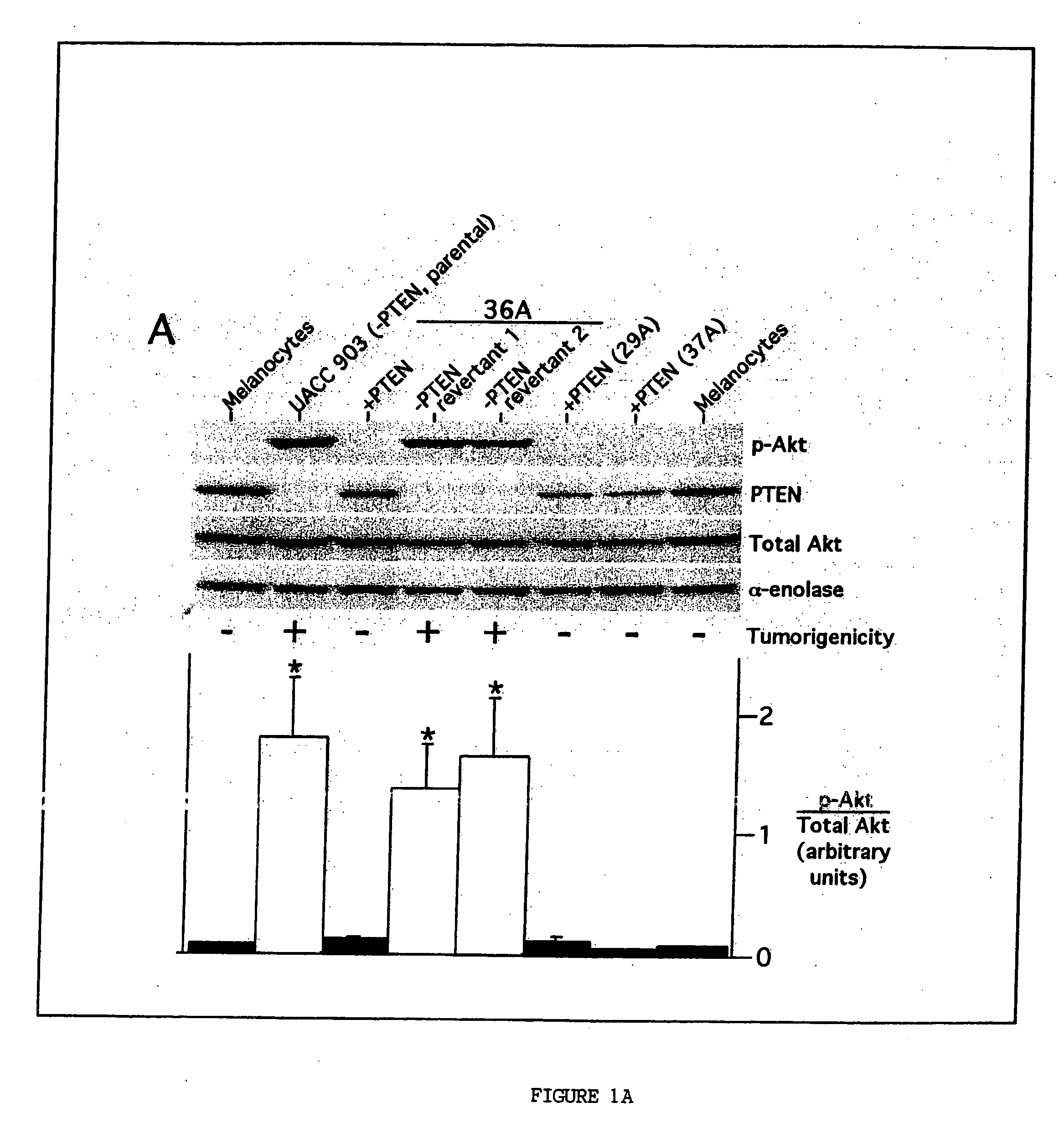 Combinatorial methods and compositions for treatment of melanoma