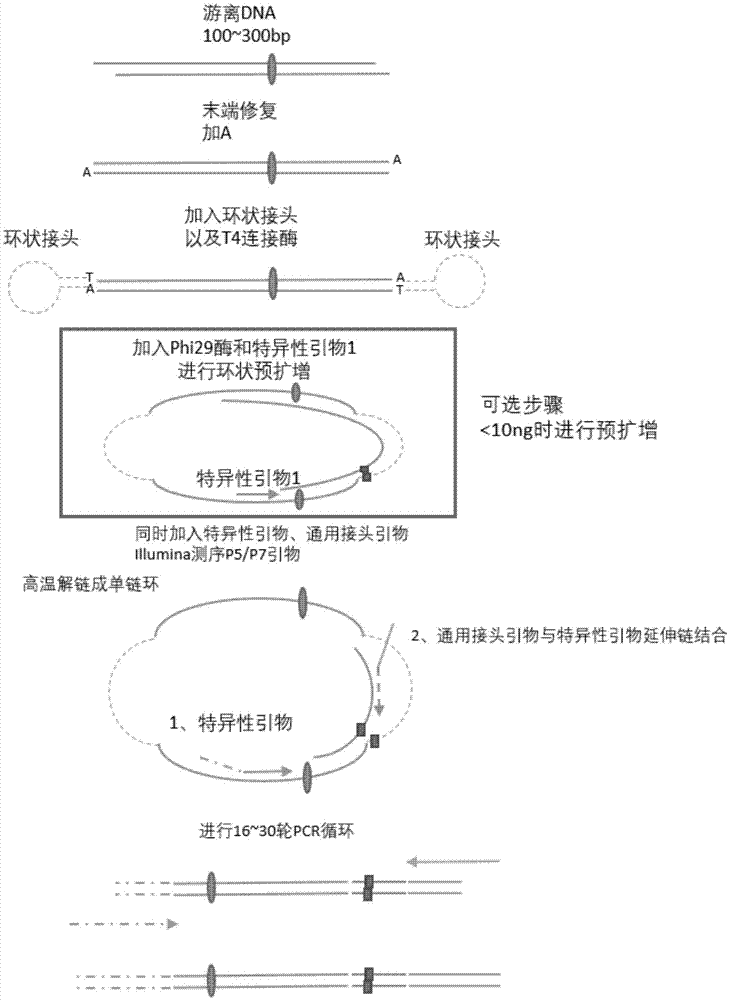 Method for performing multi-target-site amplification library construction on plasma free DNA (deoxyribonucleic acid)