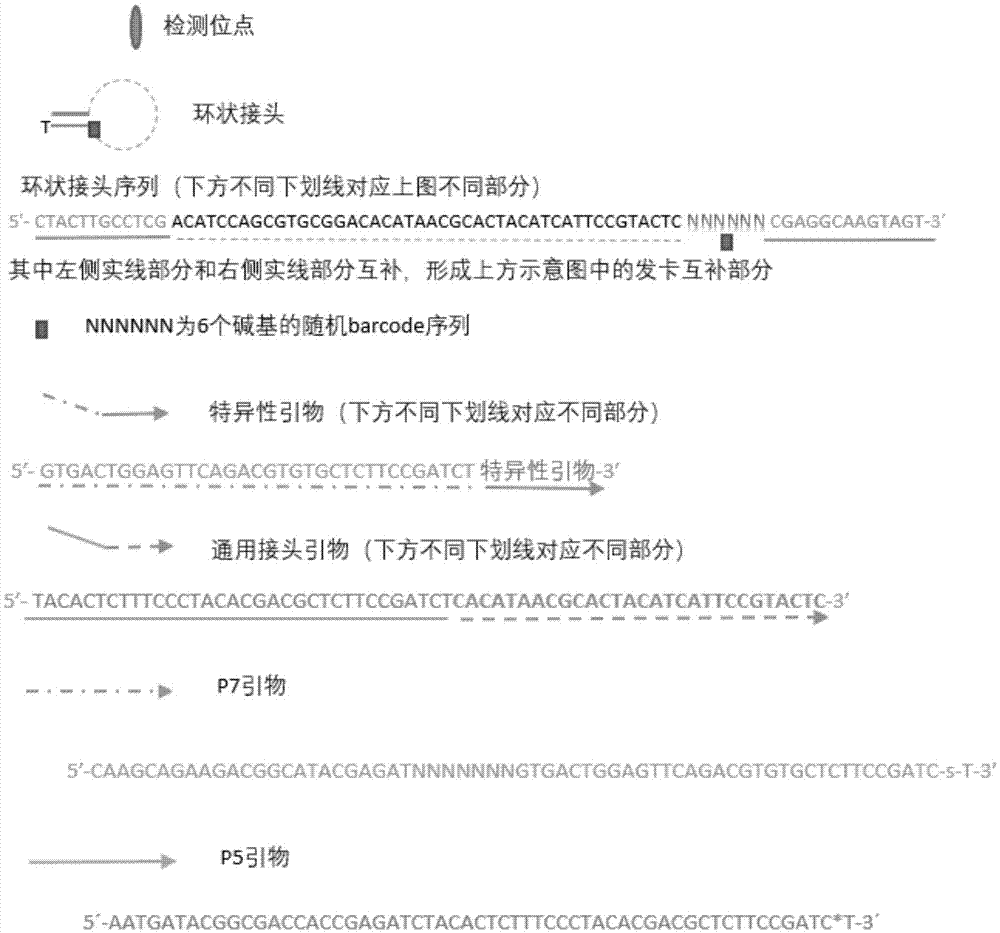 Method for performing multi-target-site amplification library construction on plasma free DNA (deoxyribonucleic acid)