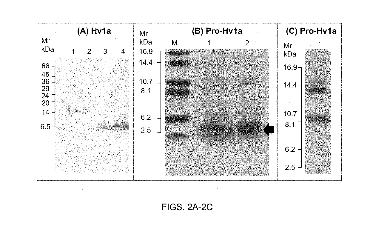 Pesticidal fusion protein improvements