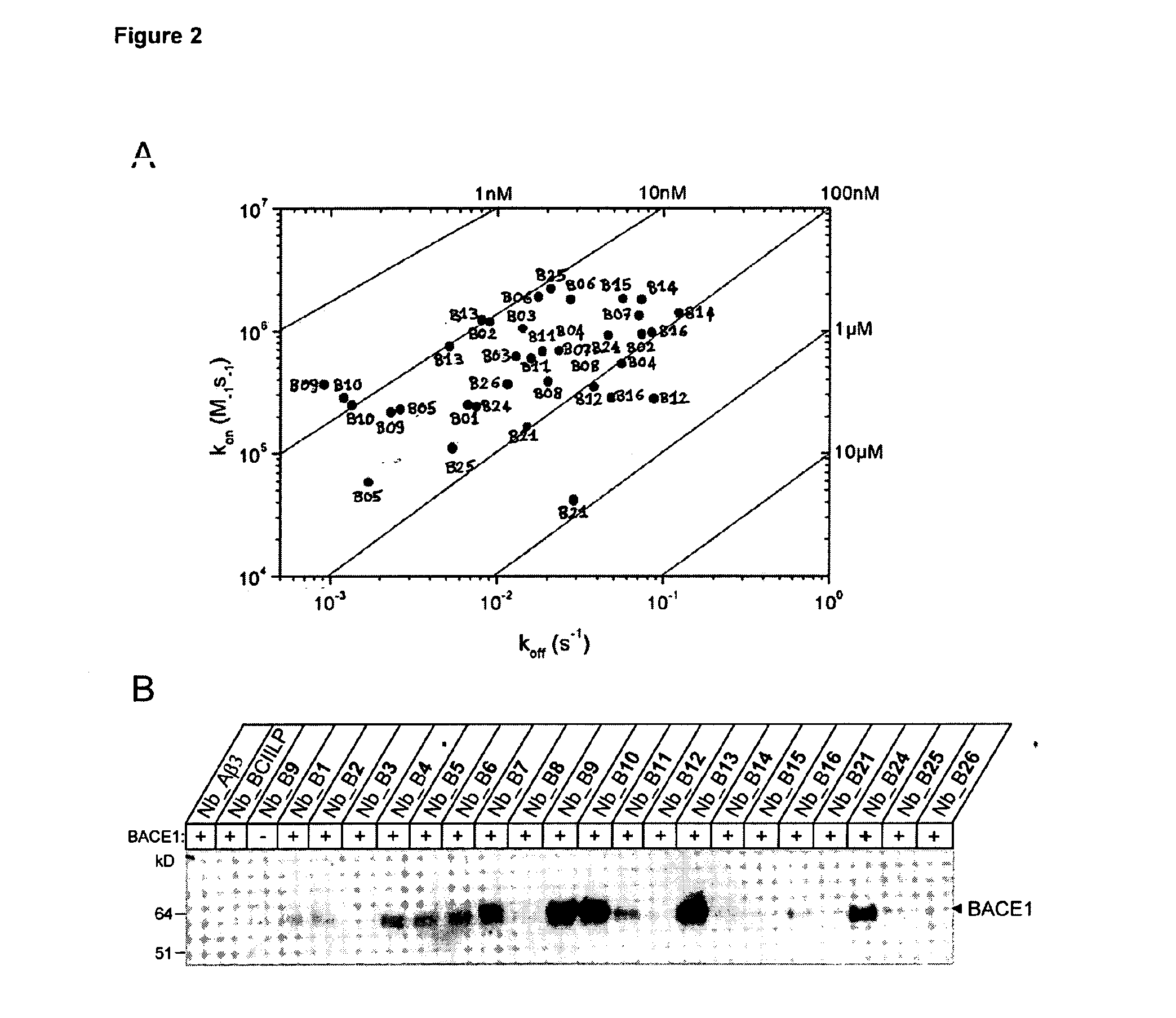 Single domain antibodies capable of modulating bace activity