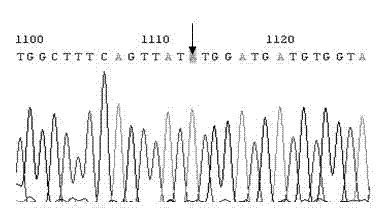 Method for detecting medicine-resistance mutation of tyrosine-methionineaspartate-aspartate (YMDD) of hepatitis B virus