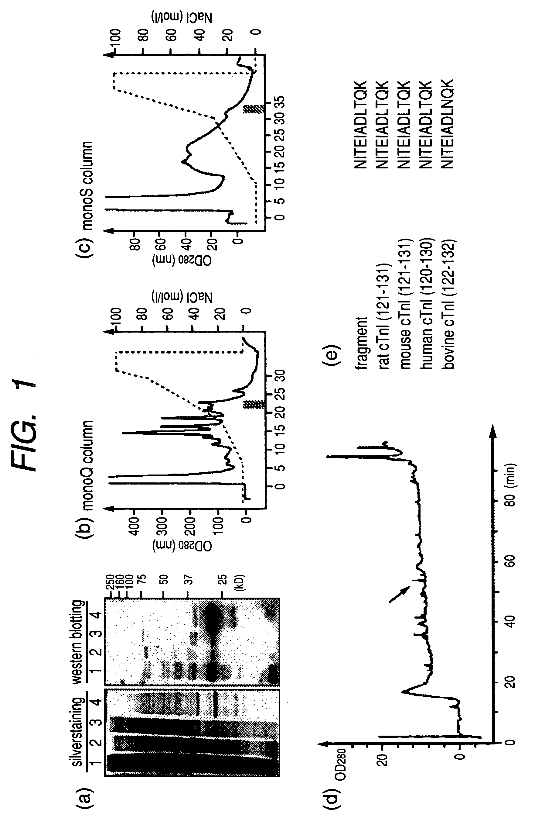 Method of screening remedy for heart disease and medicinal composition for treating heart disease