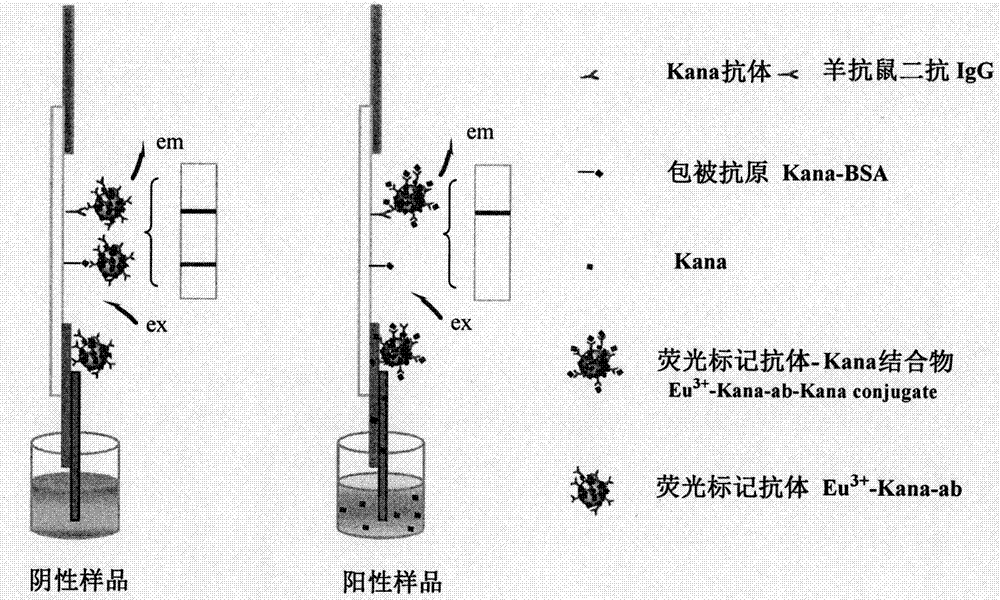 Fluorescence immunochromatographic assay test paper for kanamycin residues and preparation method of fluorescence immunochromatographic assay test paper