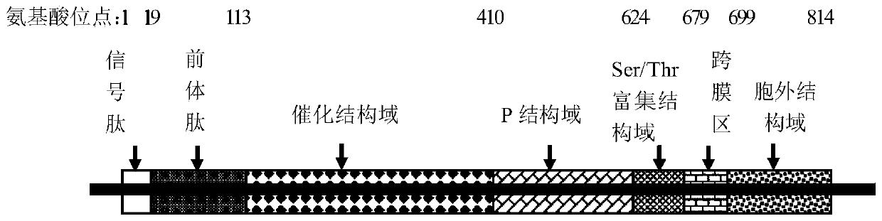 Variant of Kex2 enzyme and stable expression method