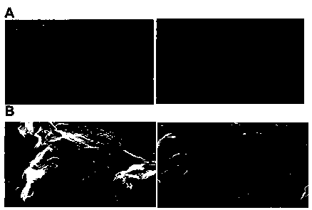 Clarifying agent for fruit wine and preparation method of clarifying agent