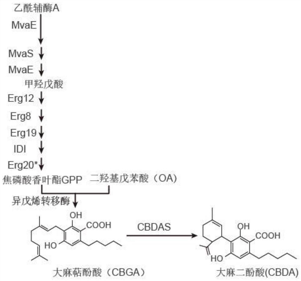 Recombinant saccharomyces cerevisiae expressing CBDAS and construction method and application thereof