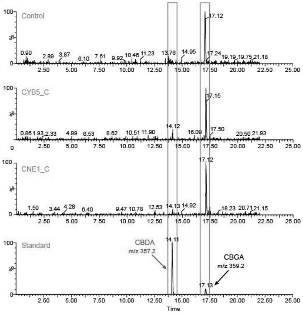 Recombinant saccharomyces cerevisiae expressing CBDAS and construction method and application thereof