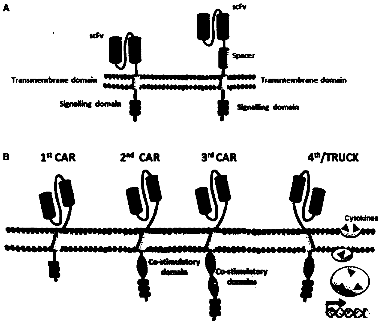 Anti-cd20 chimeric antigen receptor, coding gene, recombinant expression vector and its construction method and application