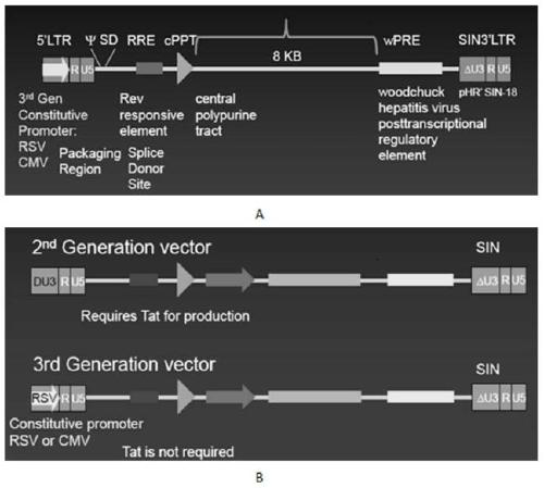 Anti-cd20 chimeric antigen receptor, coding gene, recombinant expression vector and its construction method and application