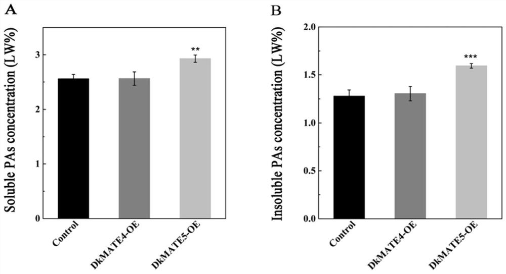 Persimmon proanthocyanidin precursor transmembrane transport gene dkmate5 and its application