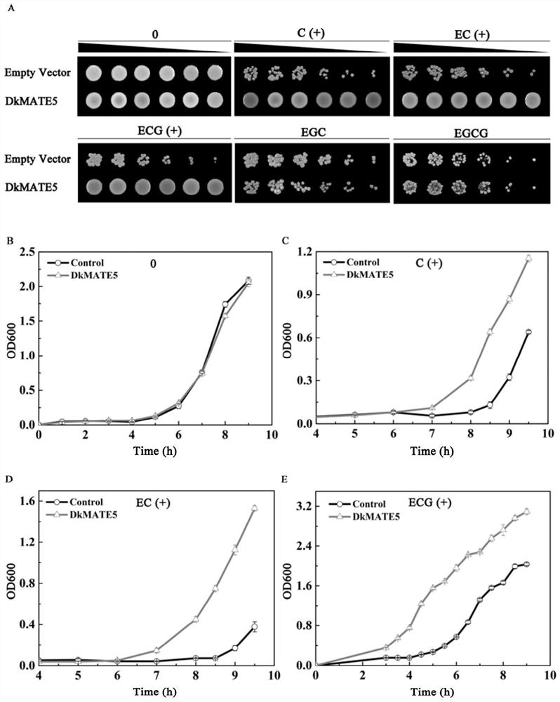 Persimmon proanthocyanidin precursor transmembrane transport gene dkmate5 and its application