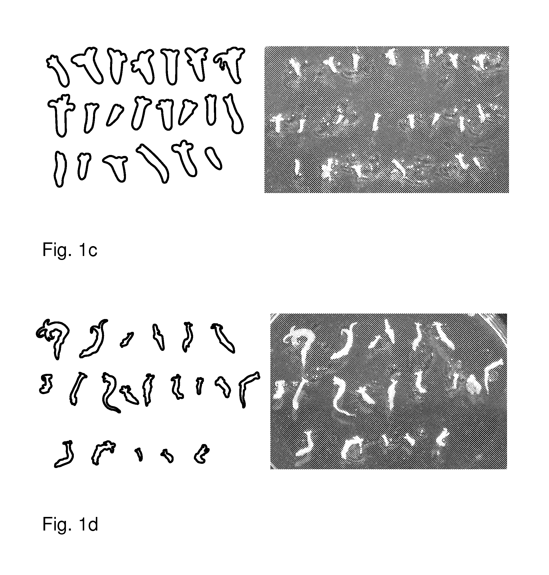 Method for maturing and synchronizing conifer somatic embryos