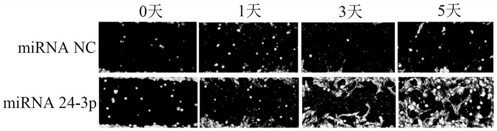 MiRNA simulant and application thereof