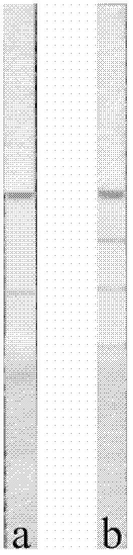 Lead ion detection test paper and preparation method thereof