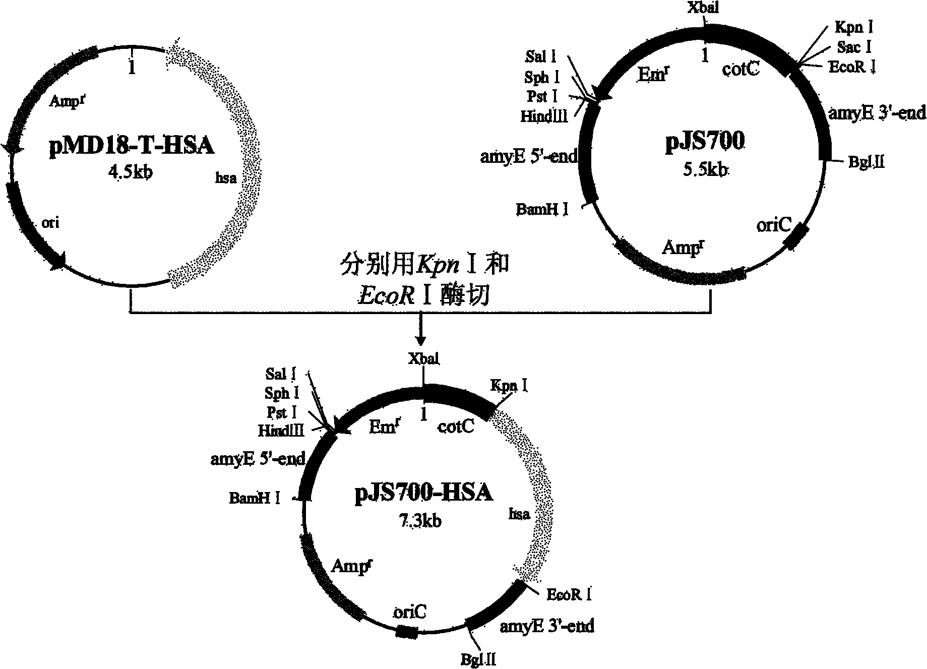 Recombinant spore for displaying human serum albumin on surface of bacillus subtilis and preparation method thereof