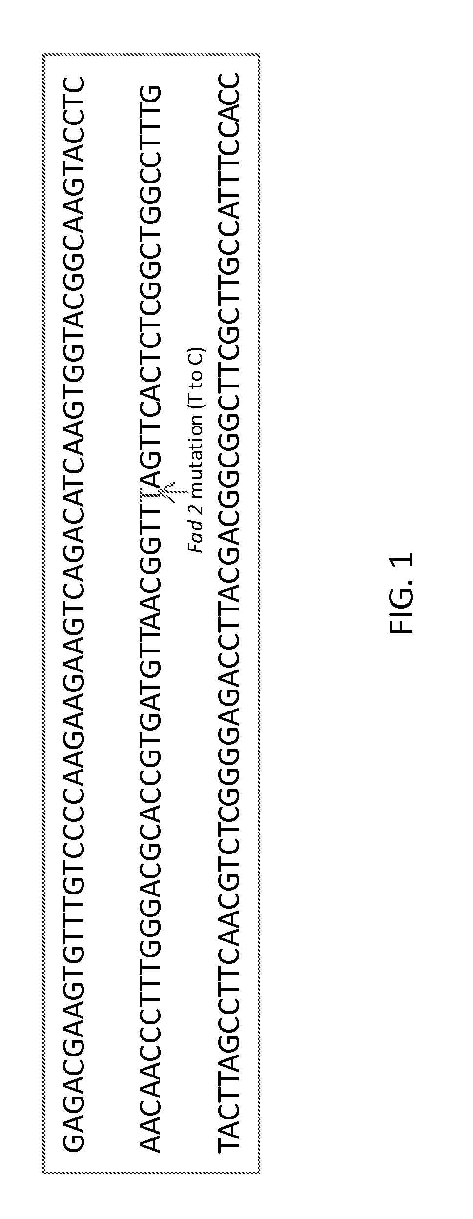 Method to determine zygosity of the fad2 gene in canola using end-point taqman PCR