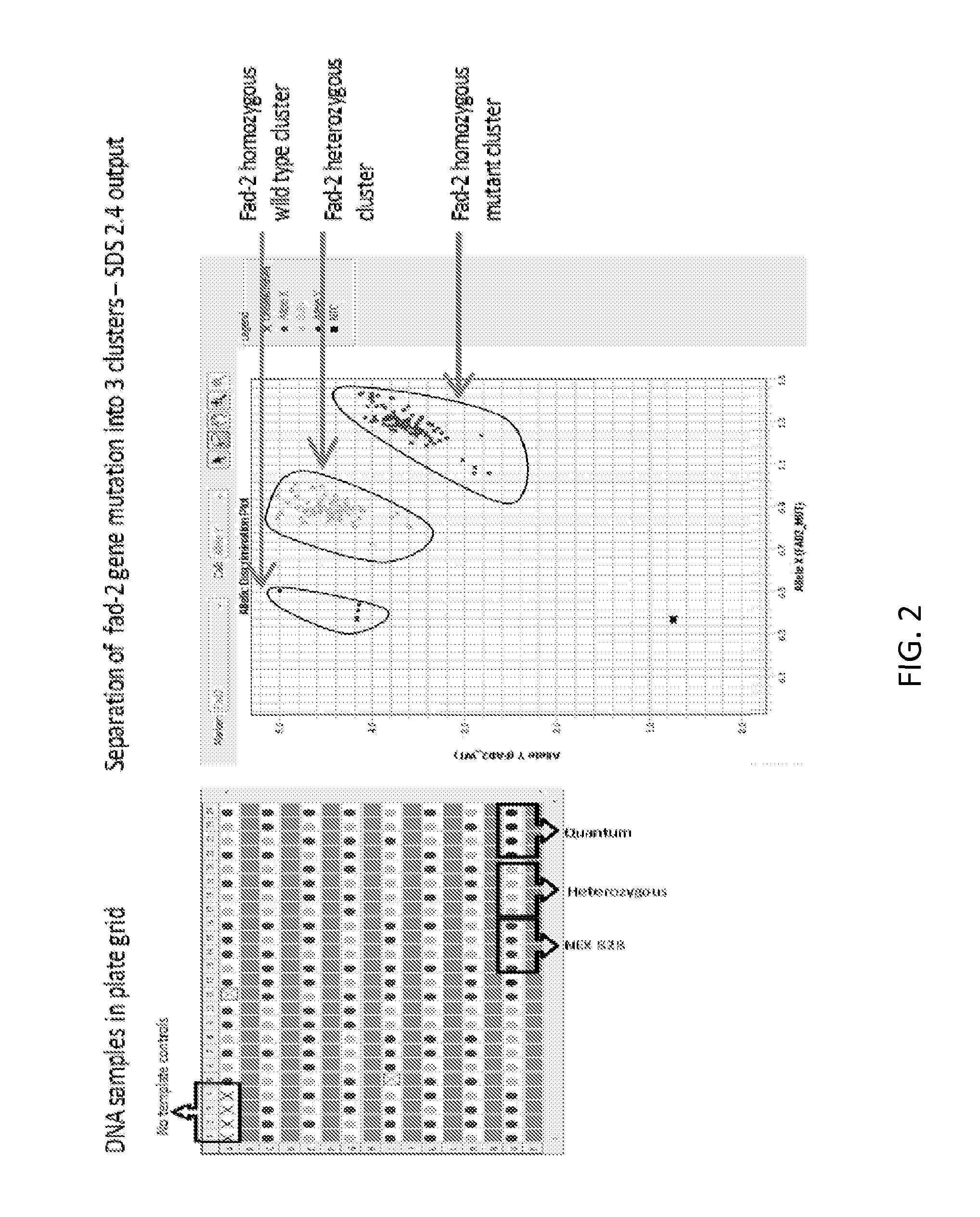 Method to determine zygosity of the fad2 gene in canola using end-point taqman PCR