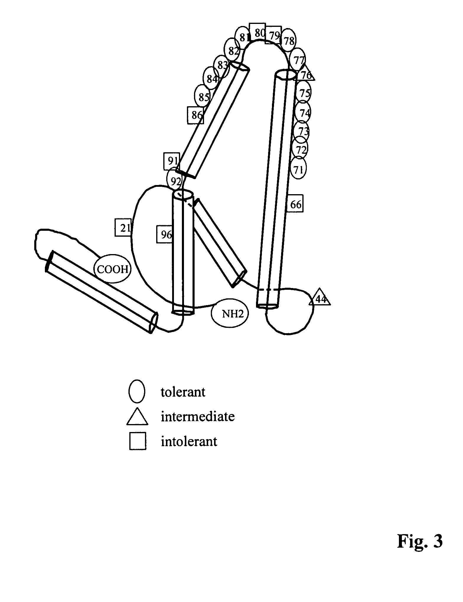 Rodent hepatitis B virus core proteins as vaccine platforms and methods of use thereof