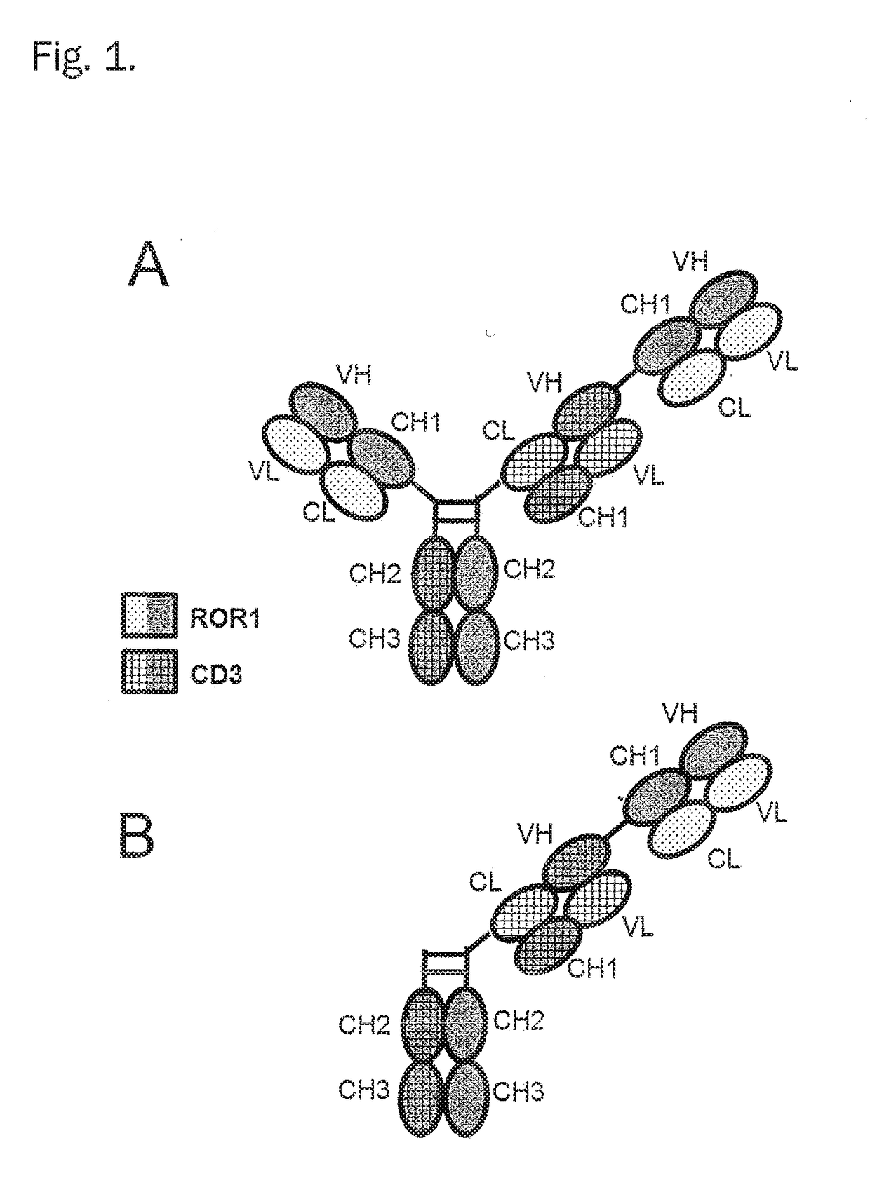 Bispecific antibodies against cd3epsilon and ror1 for use in the treatment of ovarian cancer