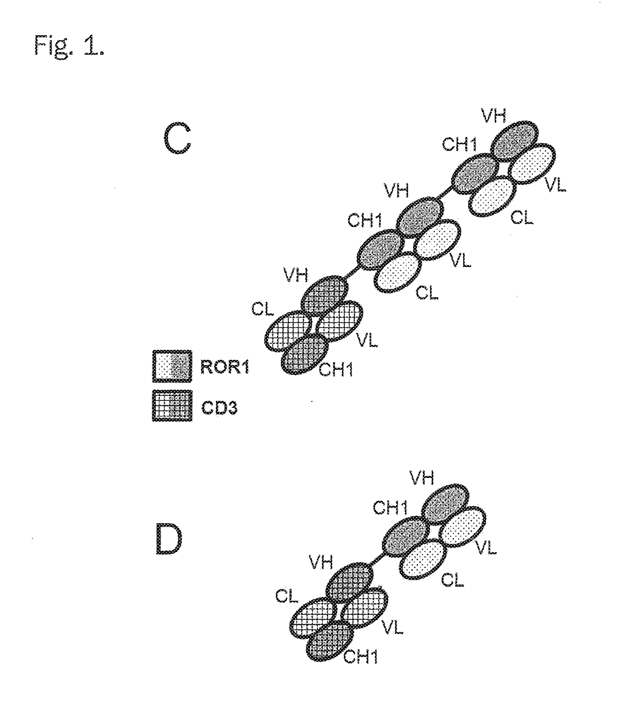 Bispecific antibodies against cd3epsilon and ror1 for use in the treatment of ovarian cancer