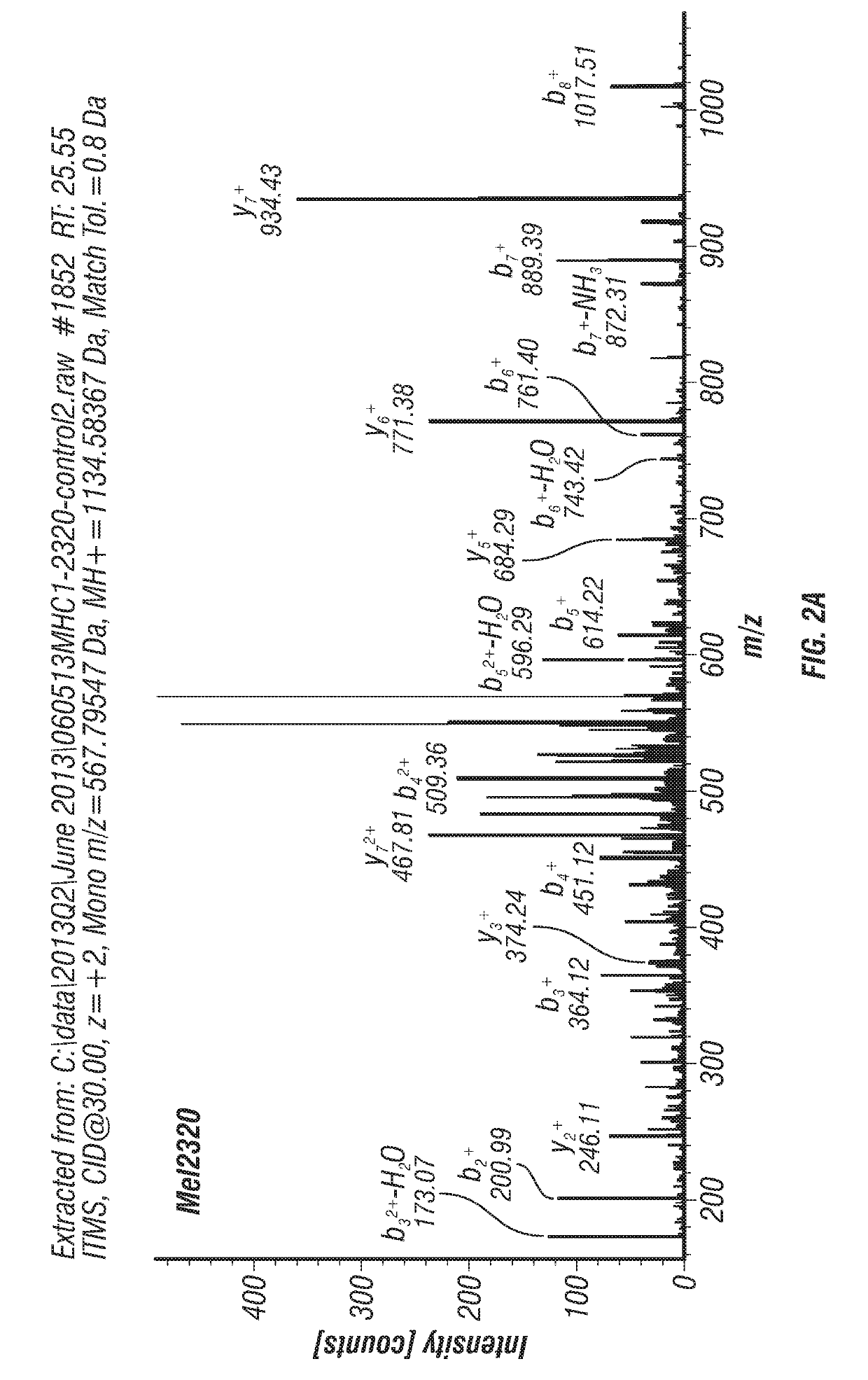 Slc45a2 peptides for immunotherapy