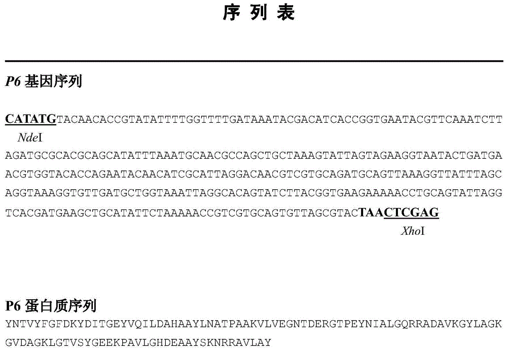 Method and kit for rapidly detecting human haemophilus influenzae based on magnetic separation and quantum dot labelling