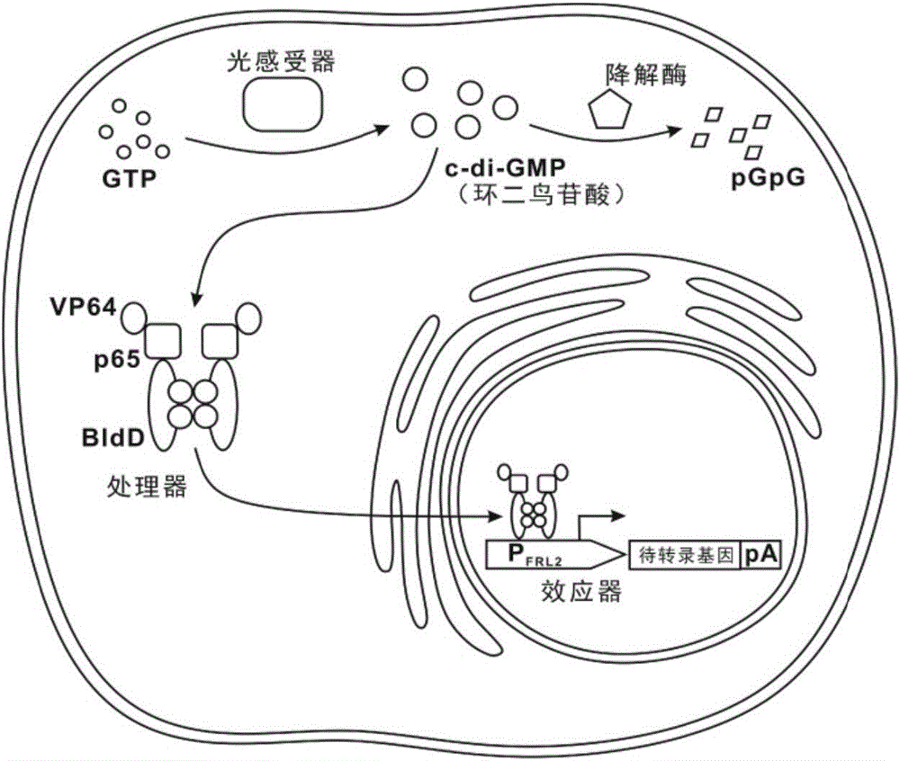 Far-red light gene circuit expression control system and eukaryotic expression vector thereof