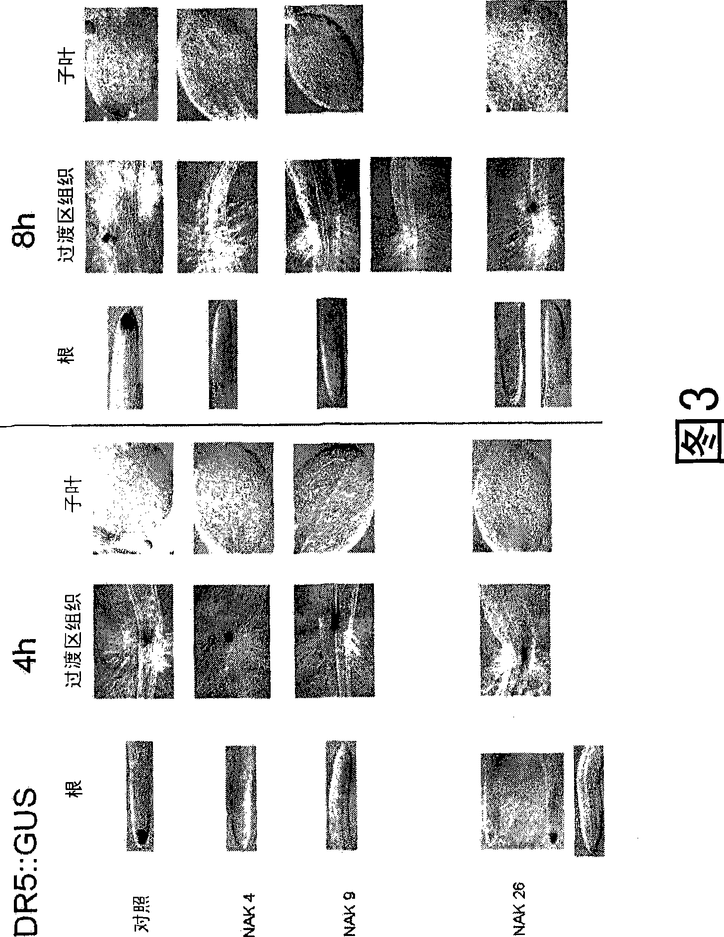 Use of peptides for the control of radiation injury