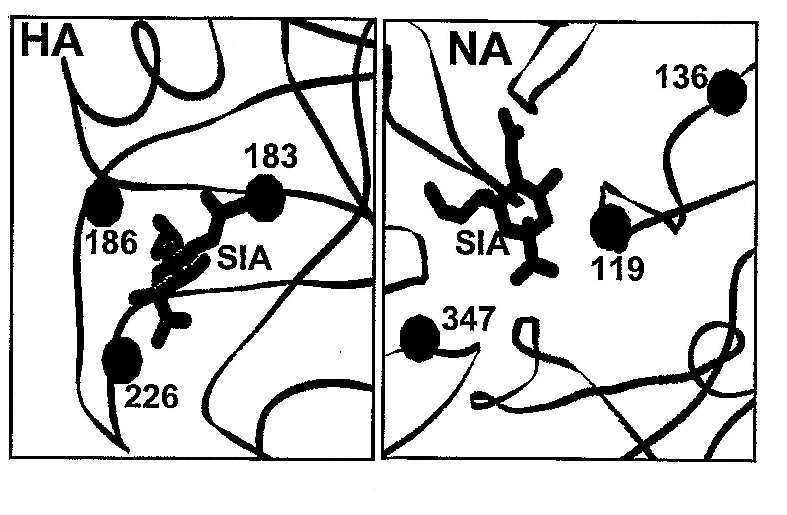 Multi Plasmid System For The Production Of Influenza Virus