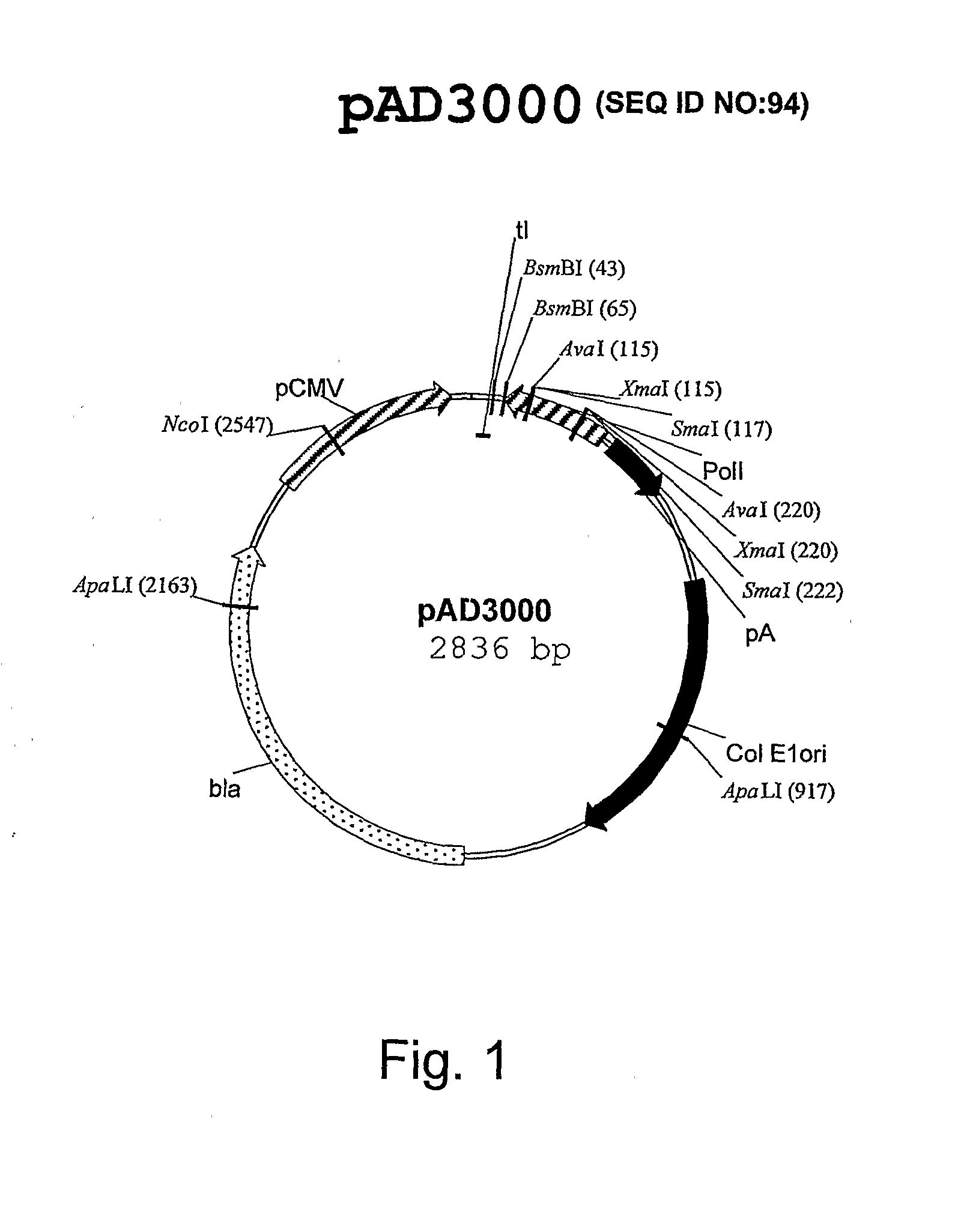 Multi Plasmid System For The Production Of Influenza Virus