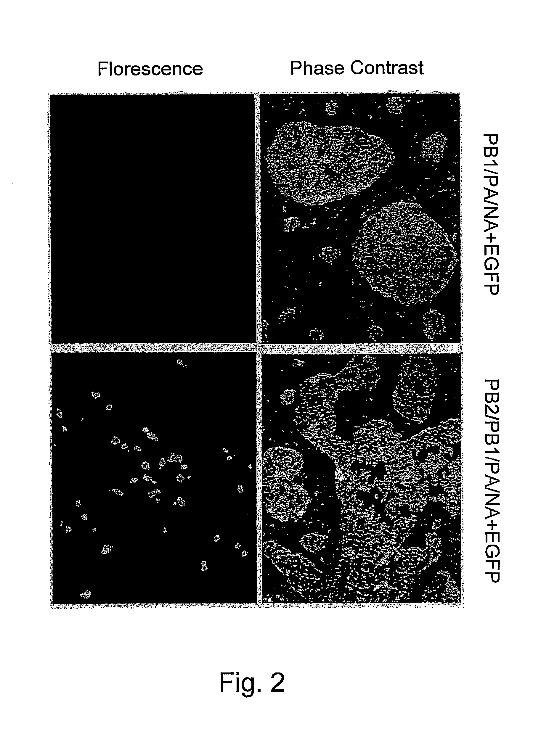 Multi Plasmid System For The Production Of Influenza Virus