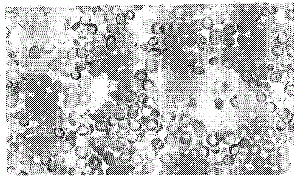 Device and method for biological sample purification and enrichment