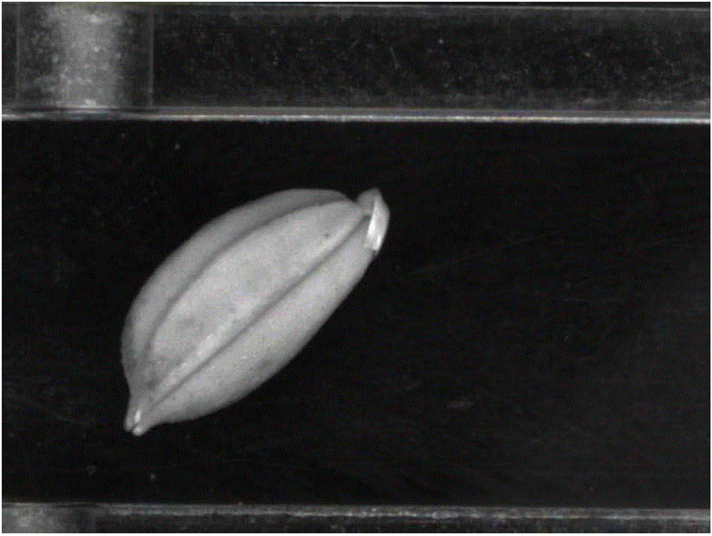 Double analysis method of online glume-gaping seed rice identification