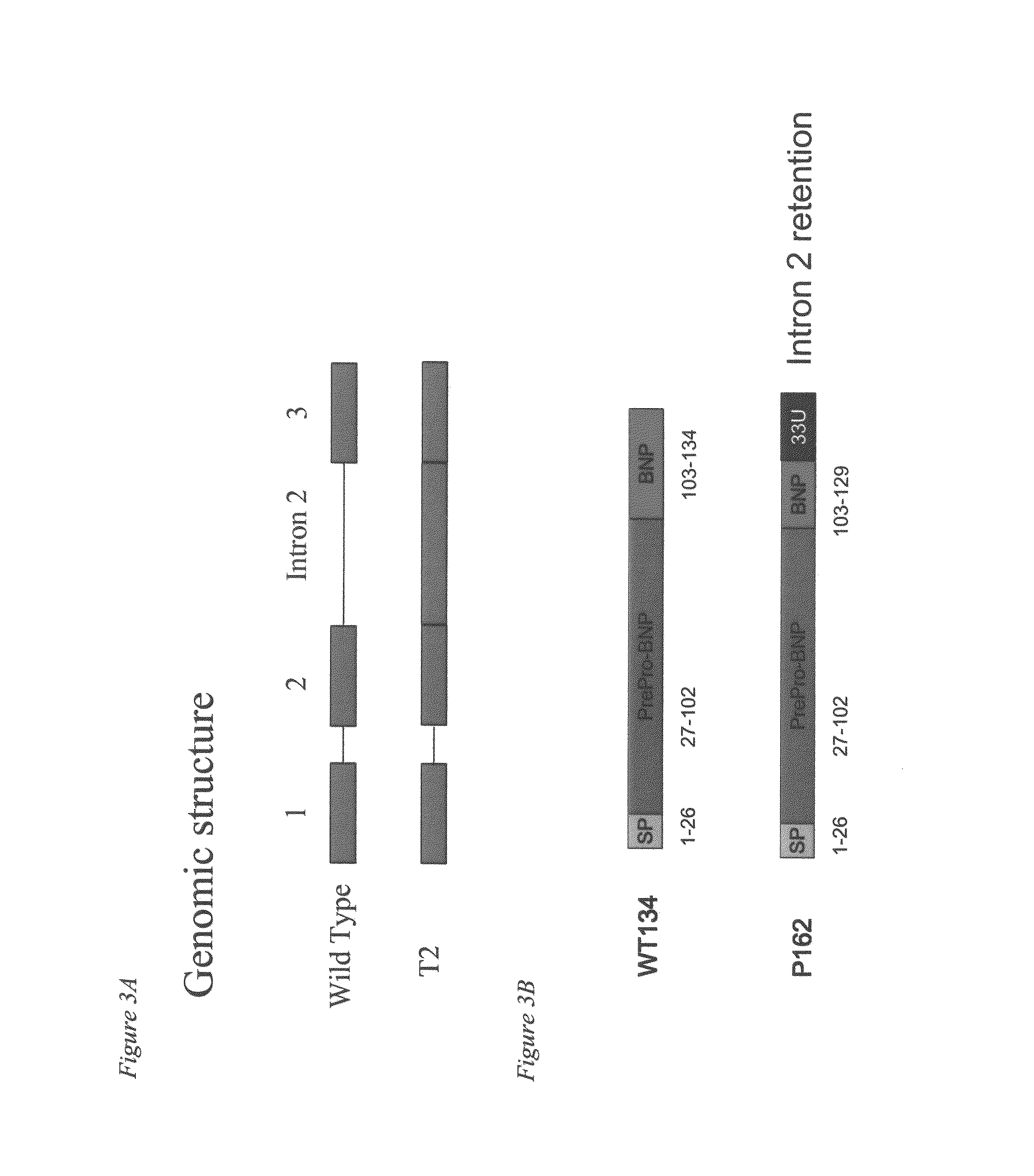 Brain natriuretic peptide spliced variant