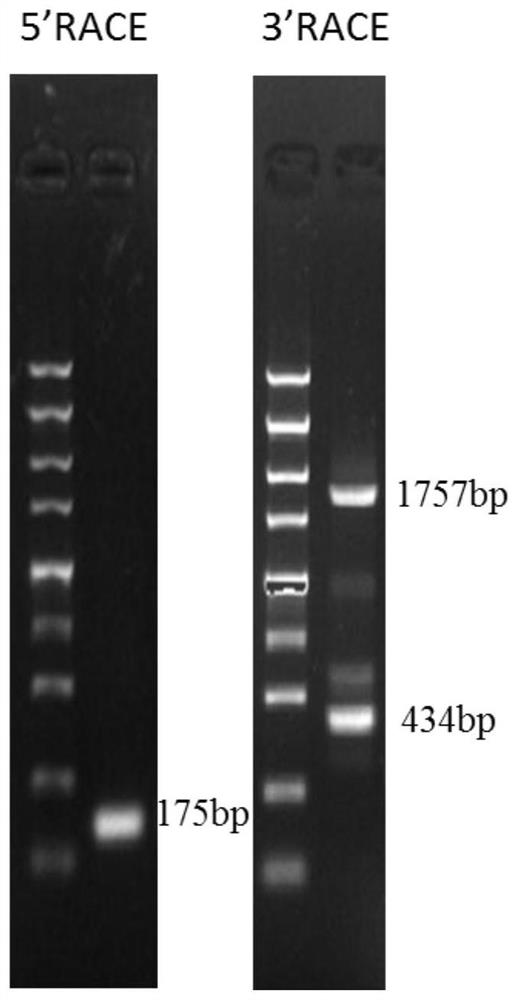 Long-chain non-coding RNA for regulating and controlling proto-oncogene MYB and application of long-chain non-coding RNA