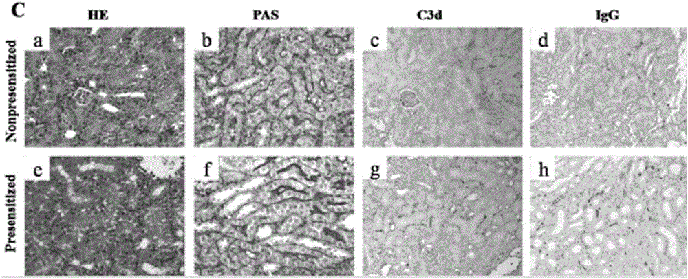 Preparation method and application of regulatory T cell