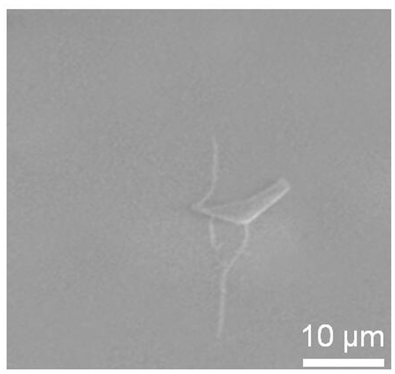 Method for preparing single-walled carbon nanotubes with graphene as catalyst