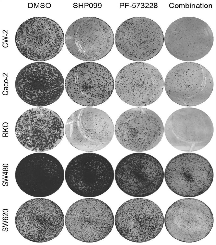 Application of FAK inhibitor in preparation of SHP2 inhibitor sensitizing drug