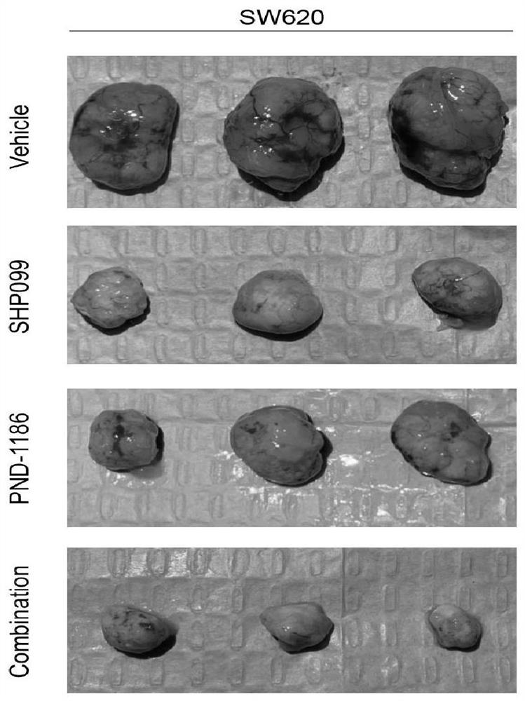 Application of FAK inhibitor in preparation of SHP2 inhibitor sensitizing drug