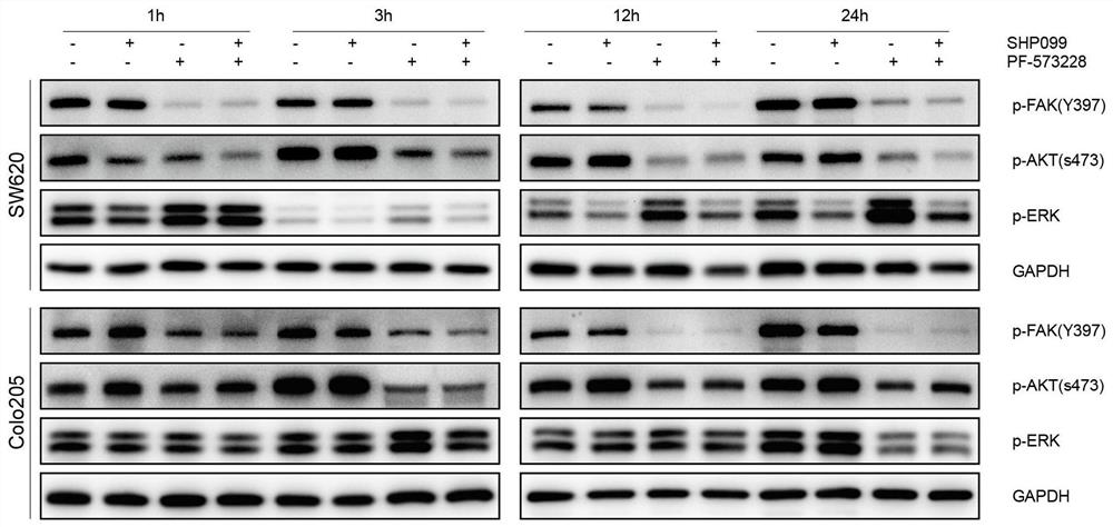 Application of FAK inhibitor in preparation of SHP2 inhibitor sensitizing drug